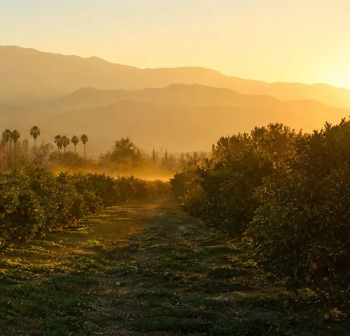 A path through an orange grove at golden hour